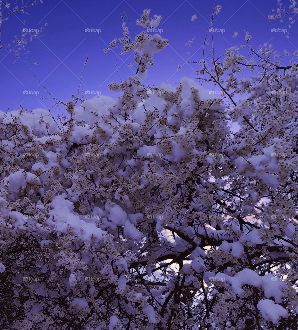 Climate Change Emotions. White Blossoms Bush All of a Sudden Covered with Snow in Springtime.