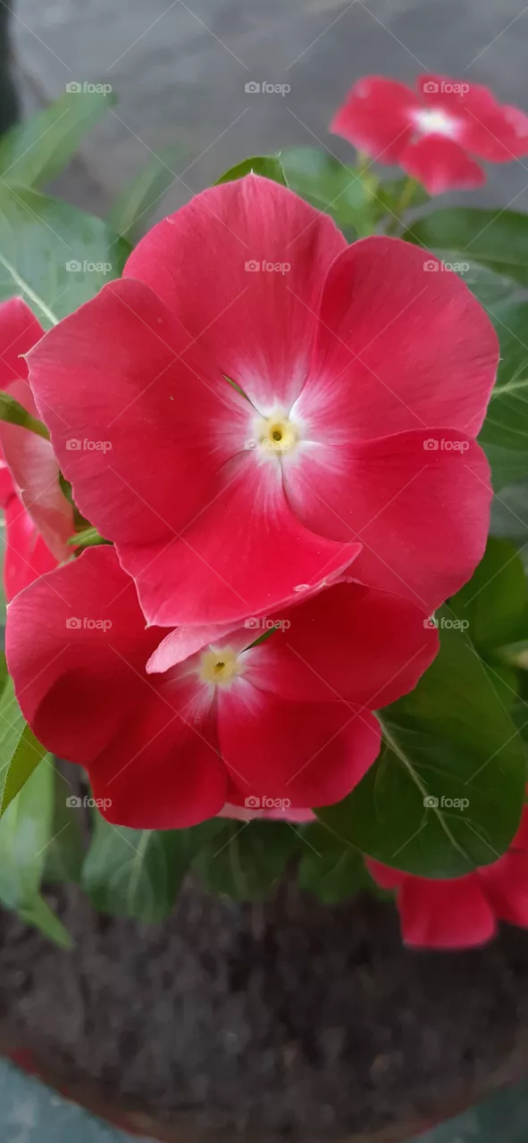 flower