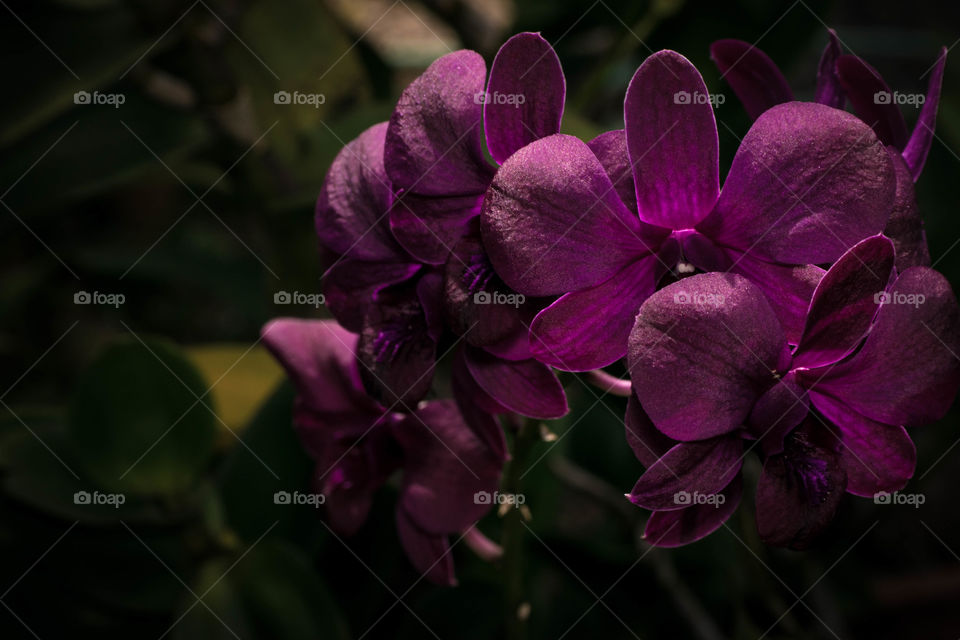 violent orchids