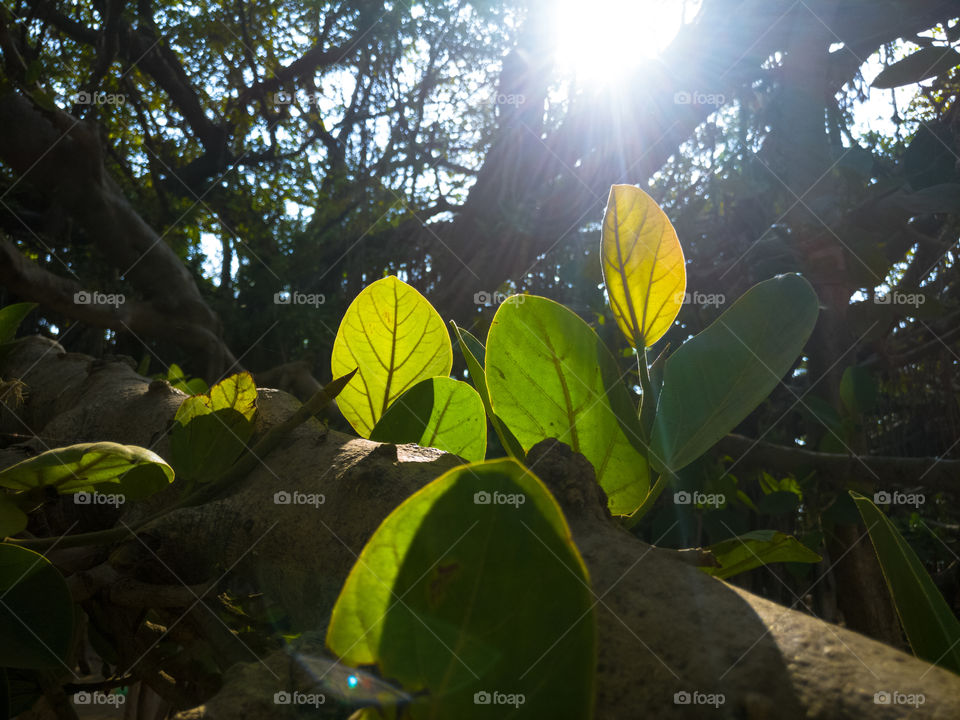 Lap of Nature