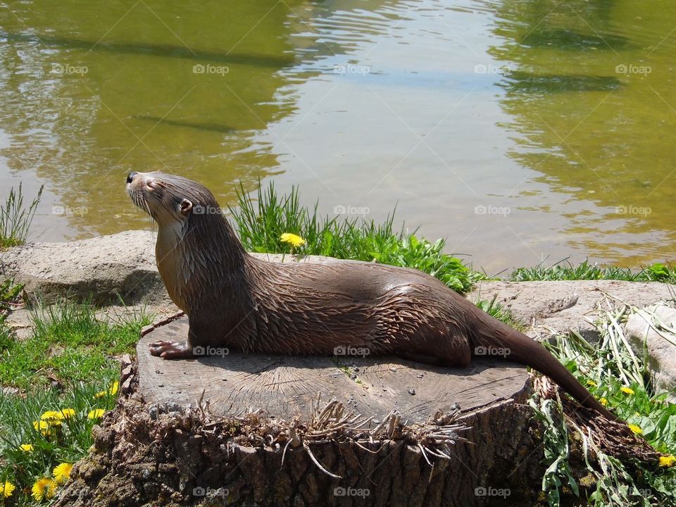 Otter