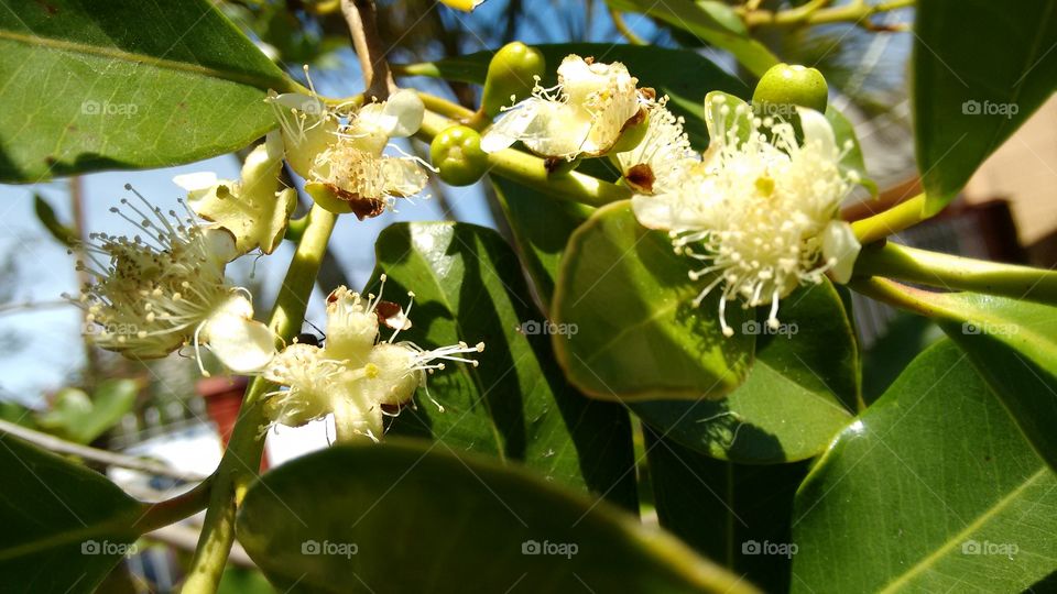 flora brasileira,flor de Araçá planta comestível linda