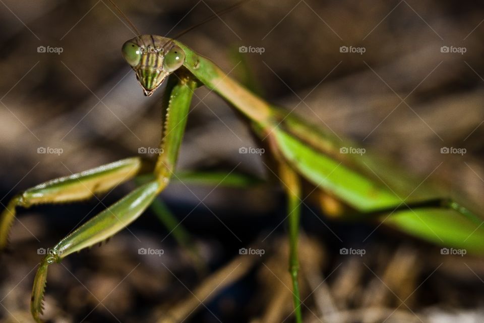 Praying Mantis