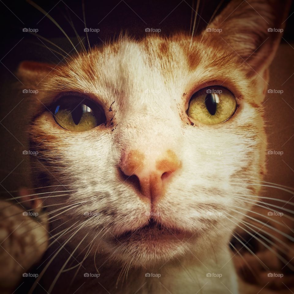 Selfie Cat. A smart cat makink selfie