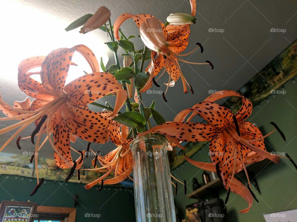 Tiger Lilies