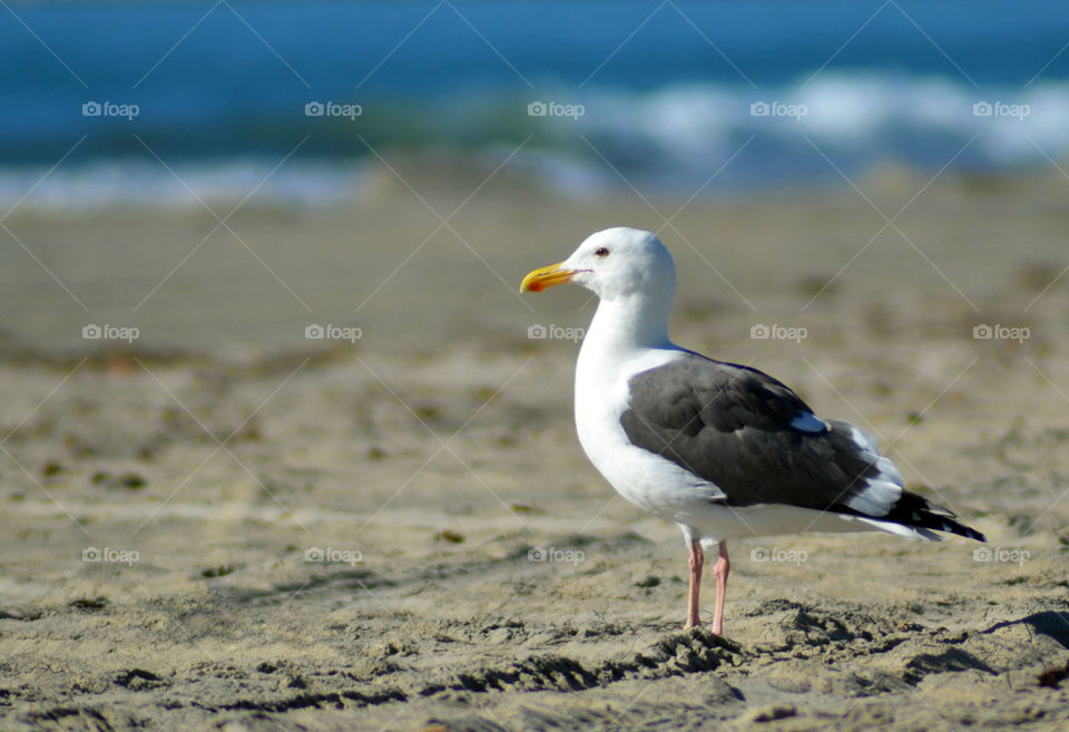 Seagull. Seagull on the beach 