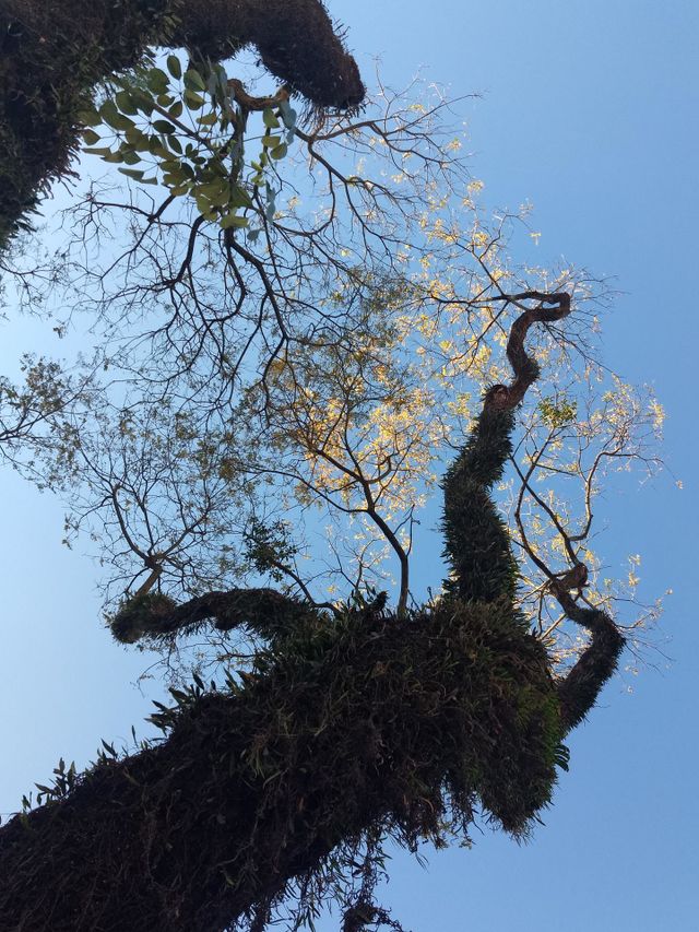 tree and blue sky