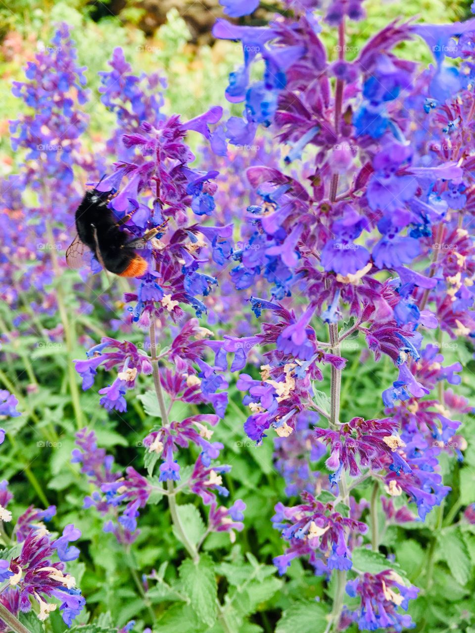 Flowers and beauty 