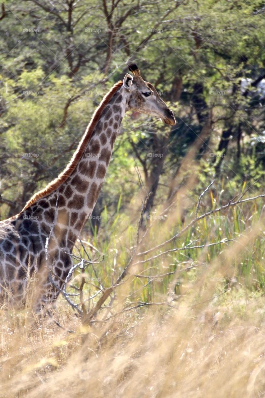 A giraffe mid run 