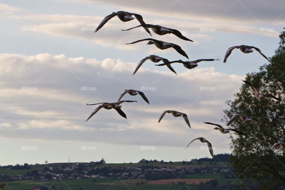 Group of goose flying in air