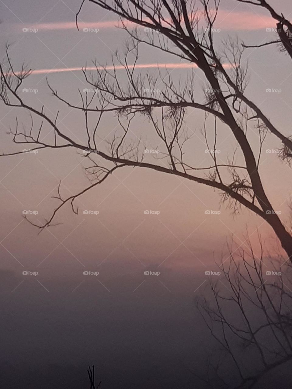 big fog light with tree during sunset in autumn with line on the sky