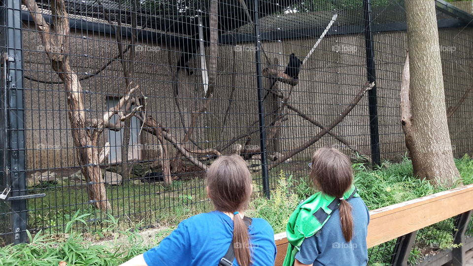 Twins Watching Monkeys
