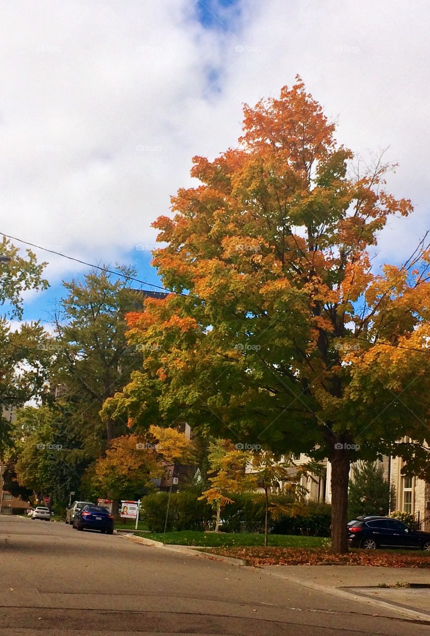 Autumn in Canada 