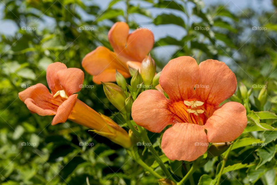 Campsis is a genus of woody deciduous vines of the Bignoniaceae family.