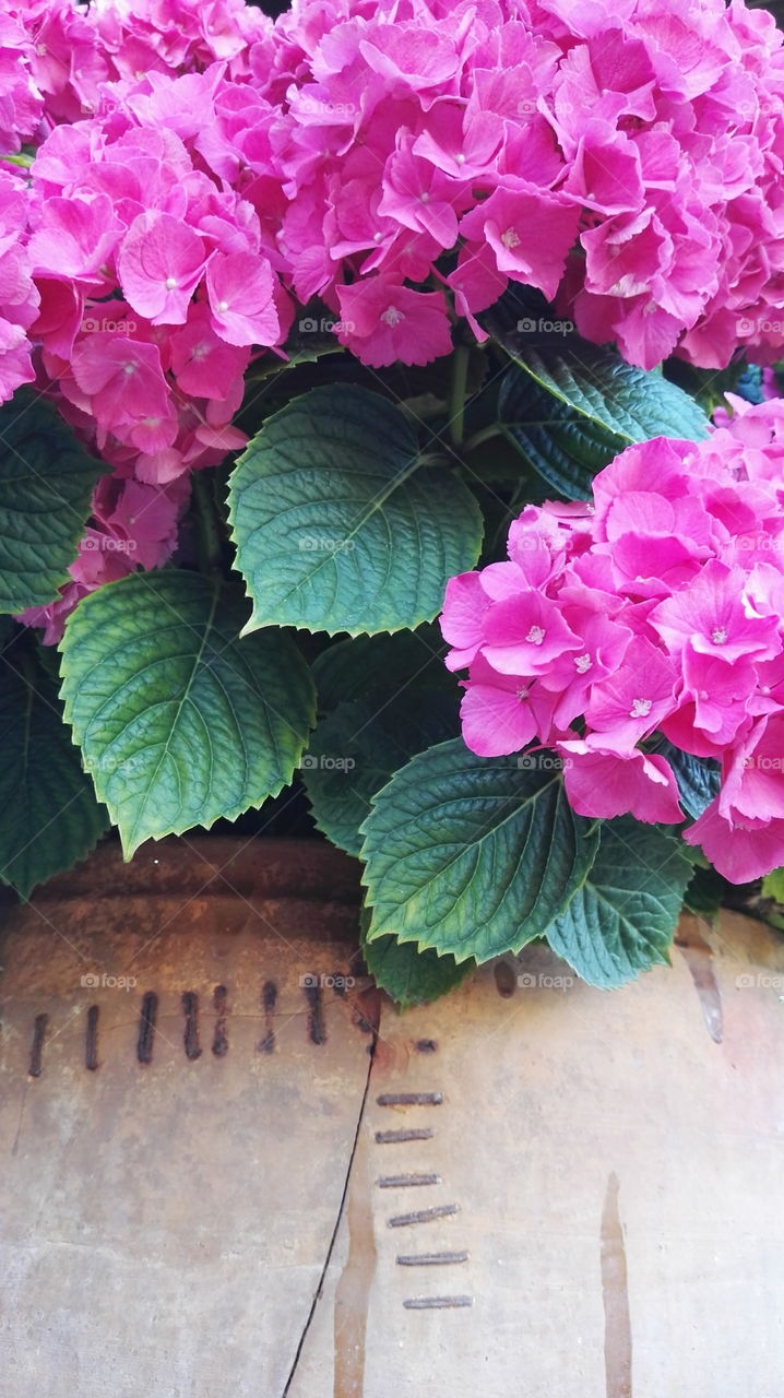pink flowers and green leaves in a big flowerpot