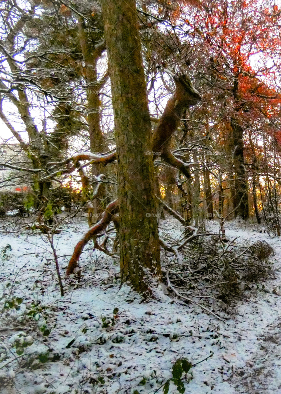 Broken branch leaning on the tree