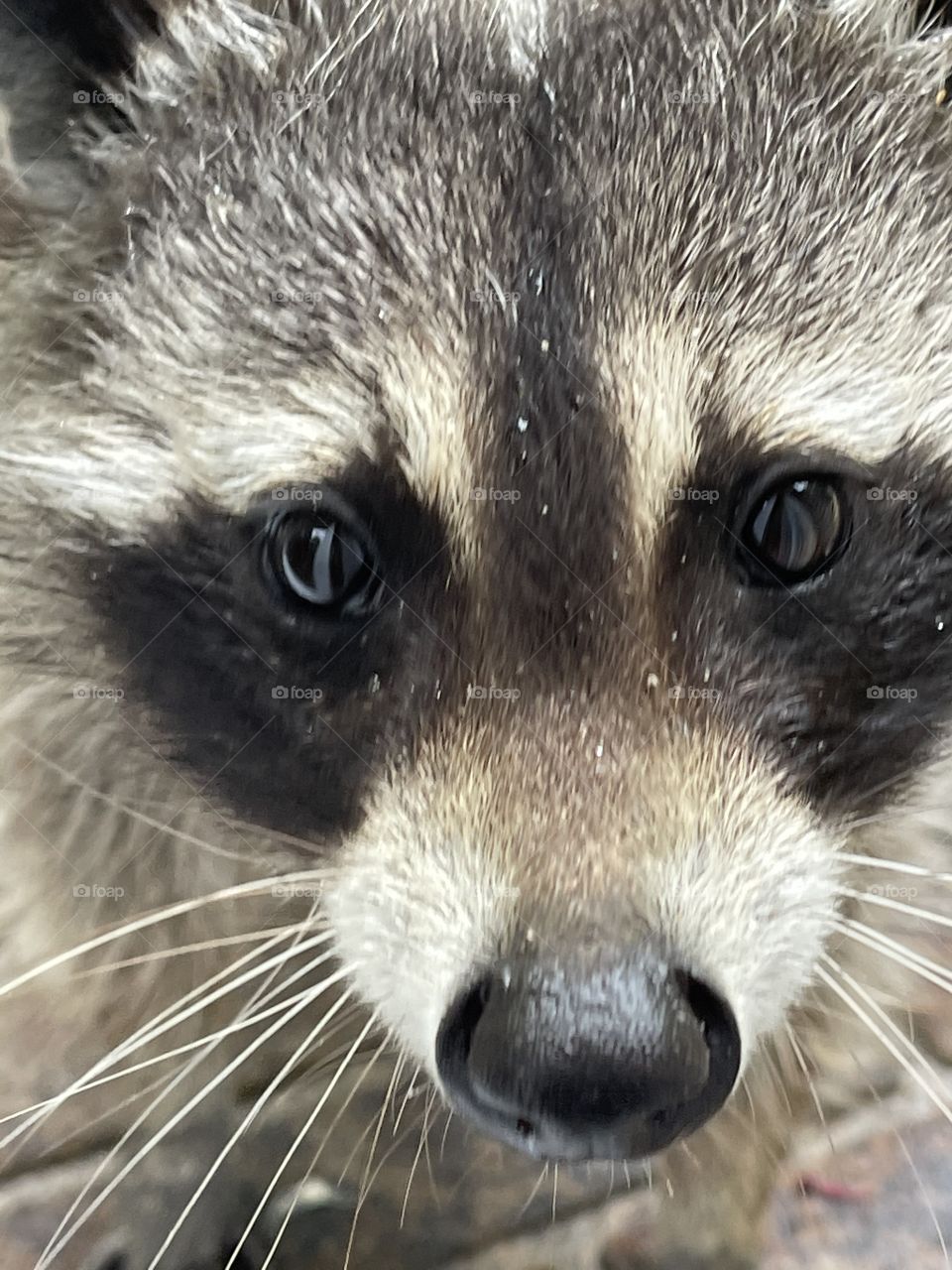 Rosie the raccoon 