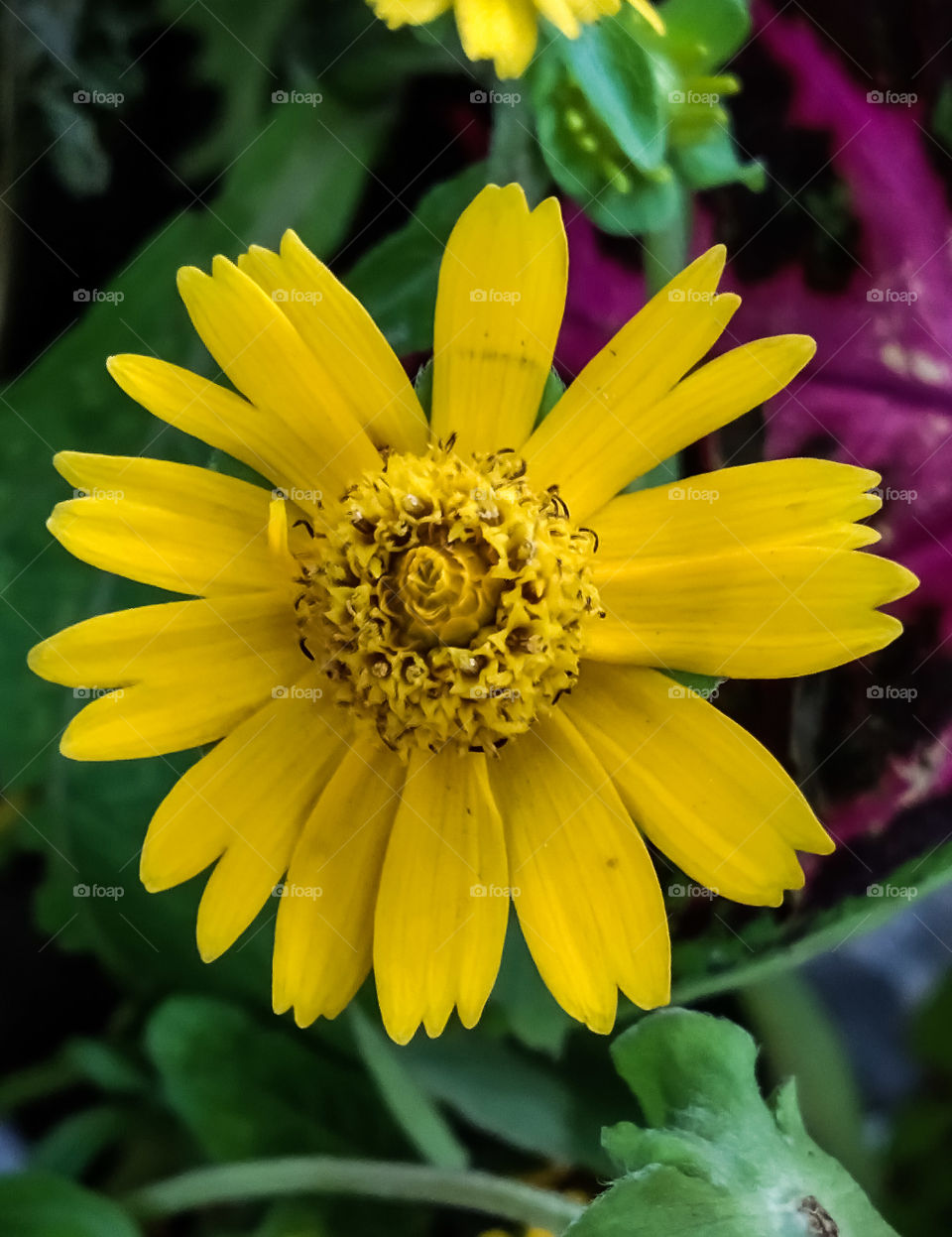 yellow flower in the garden