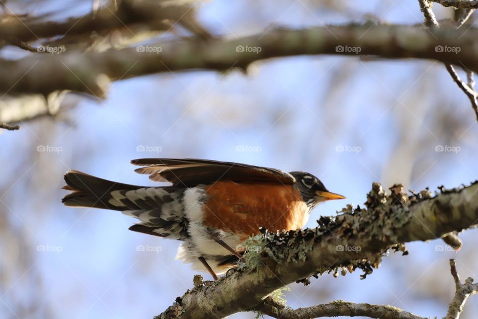 Robin perch on a bare branch