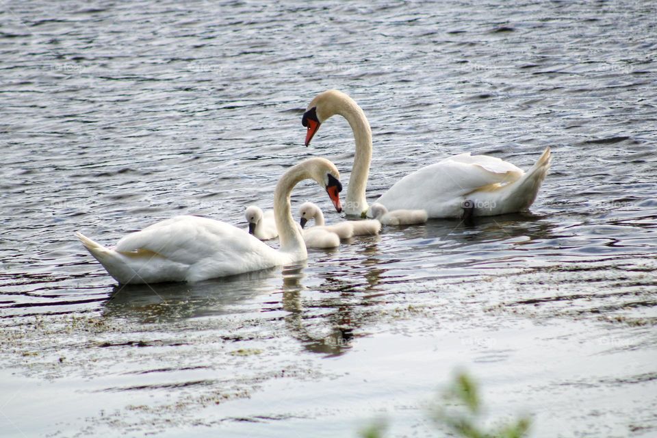 family of mute swan