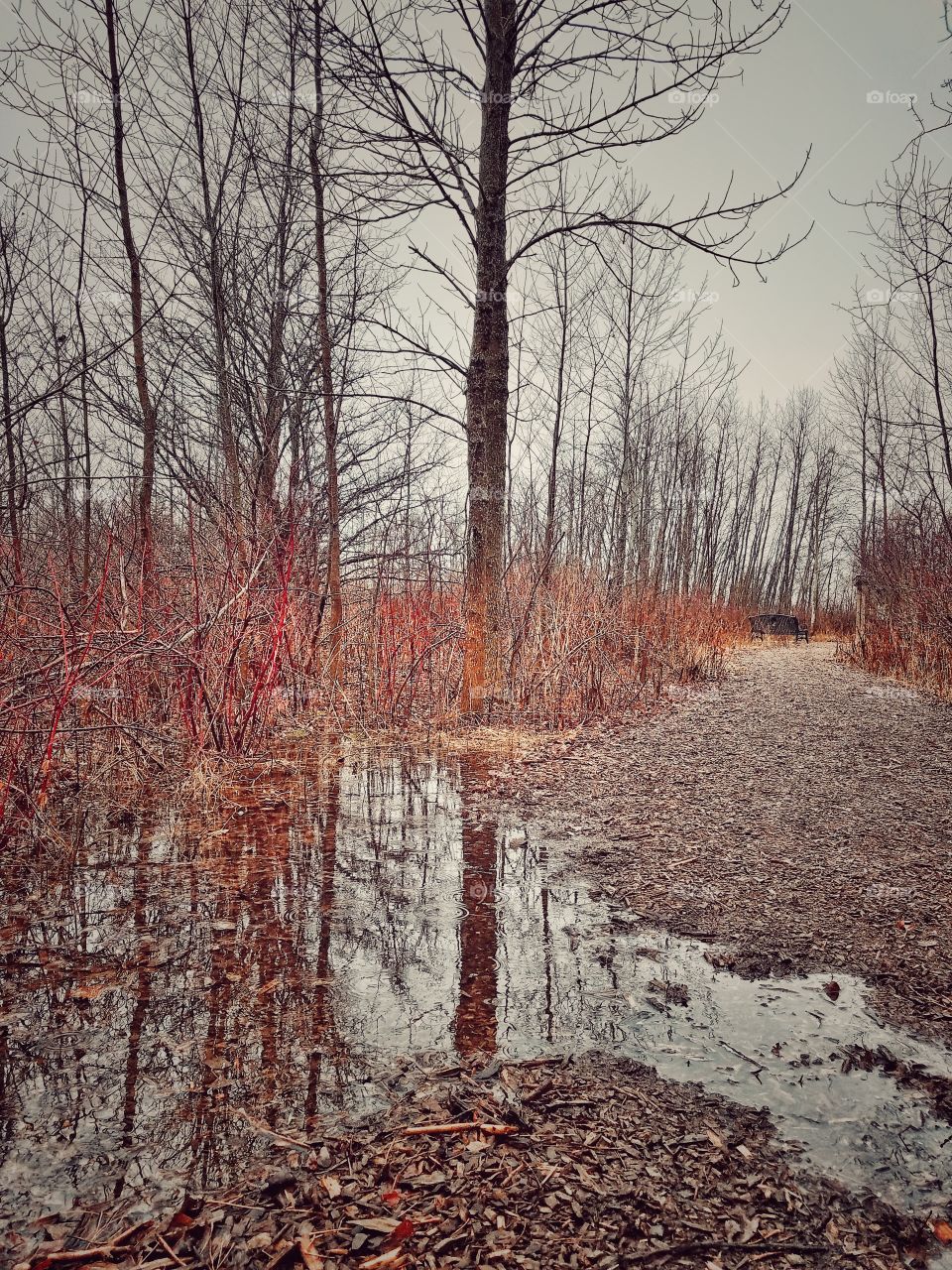 Forest Reflections