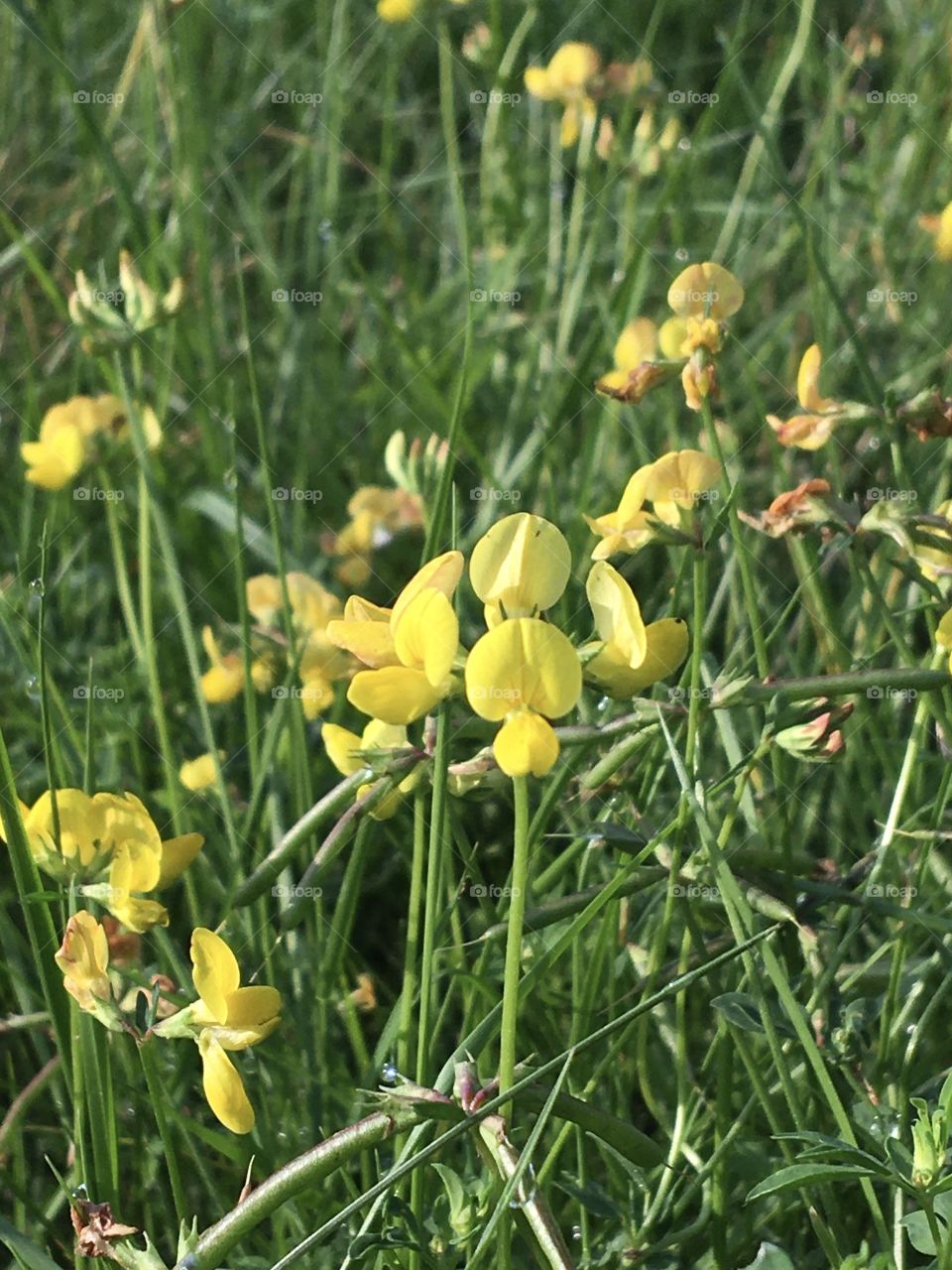 Yellow wild flowers in sunny grass