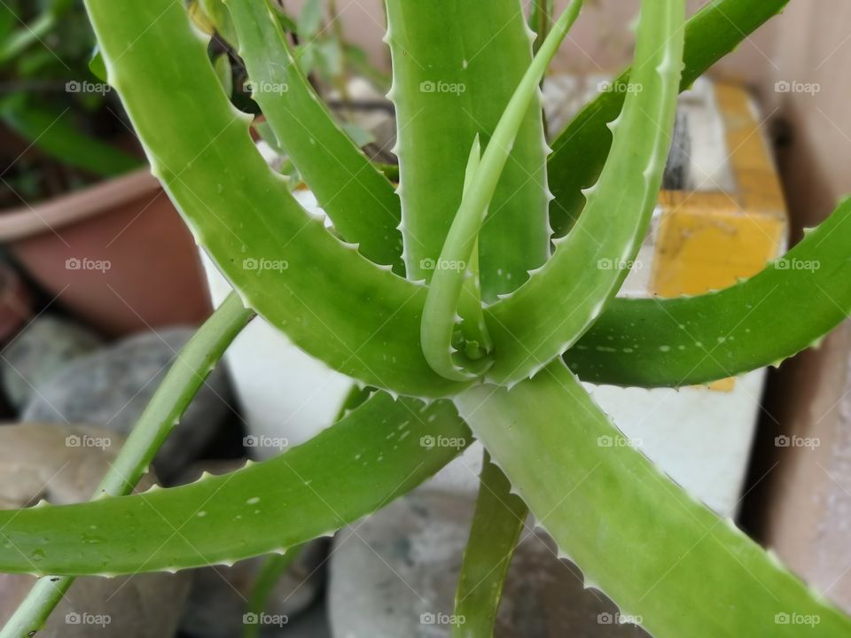 Aloe vera