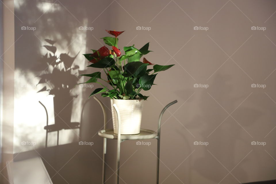 Daylight trough the window illuminating the plant in the corner of the room and casting its shadow in the opposite wall 