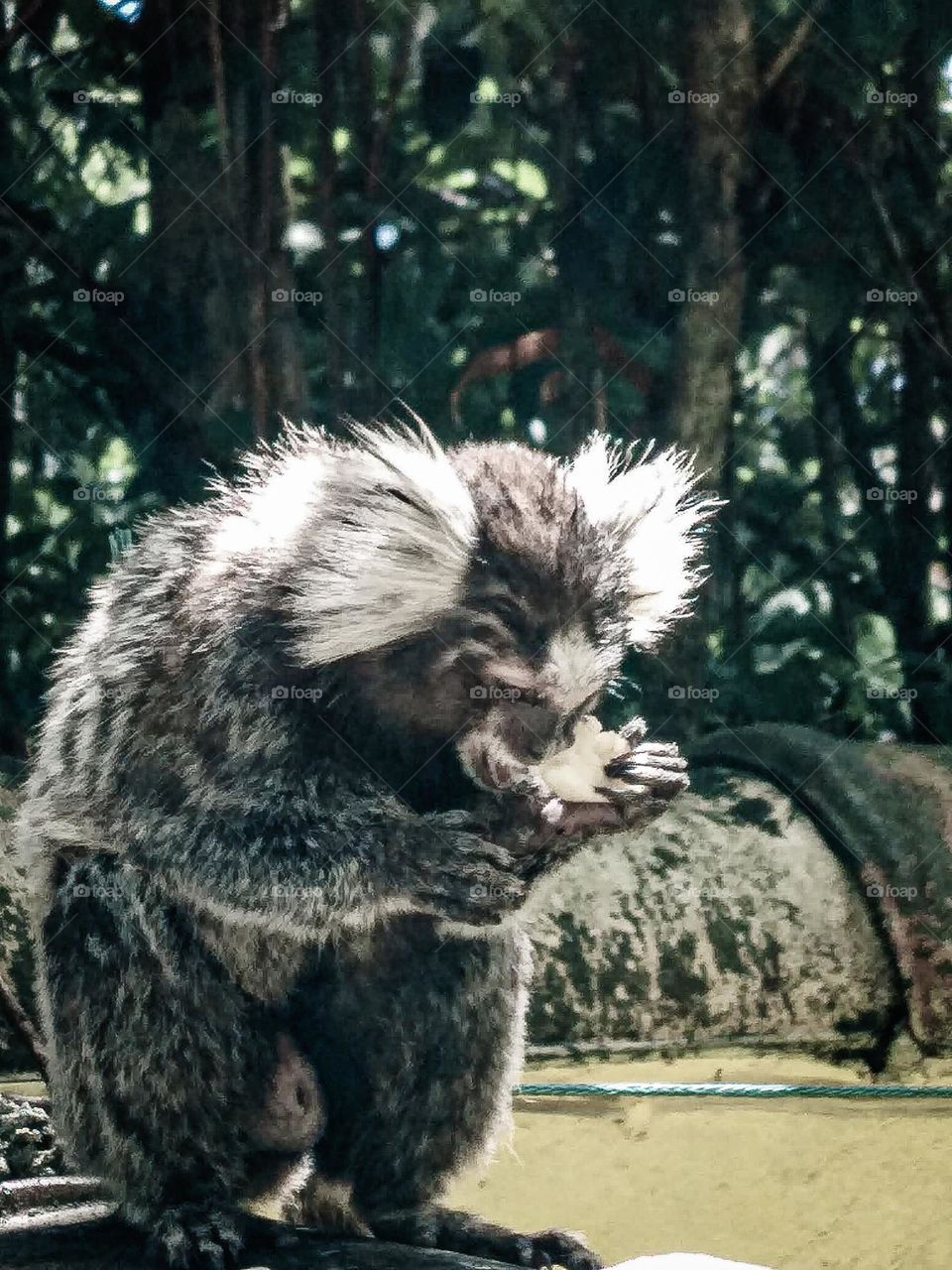 photo of the encounter with a small marmoset