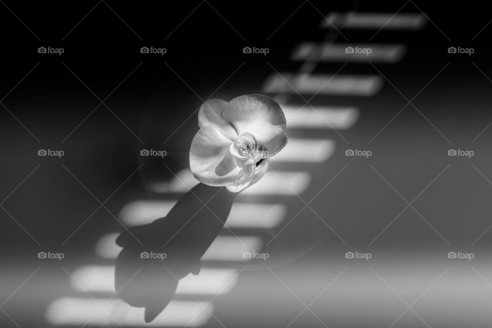 Orchids and shadows in black and white.