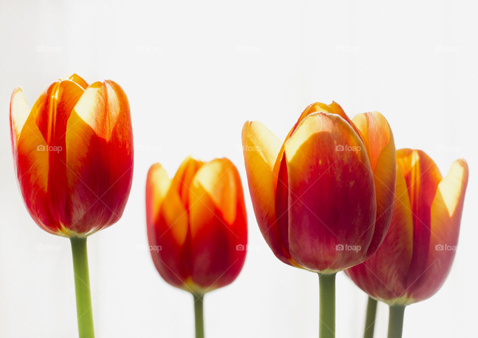 Tulip flowers heads on white background, springtime