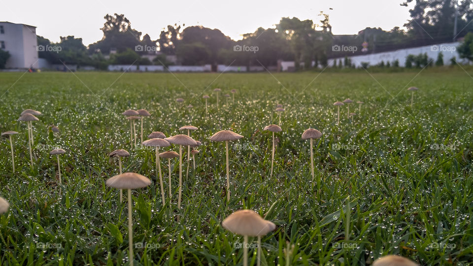 mushroom at field