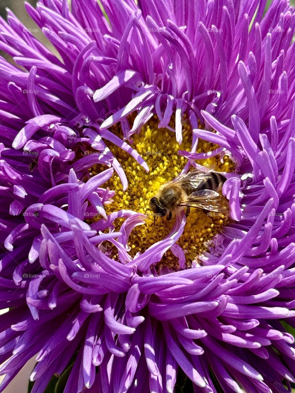 Nature creates beautiful combinations of colors 💜