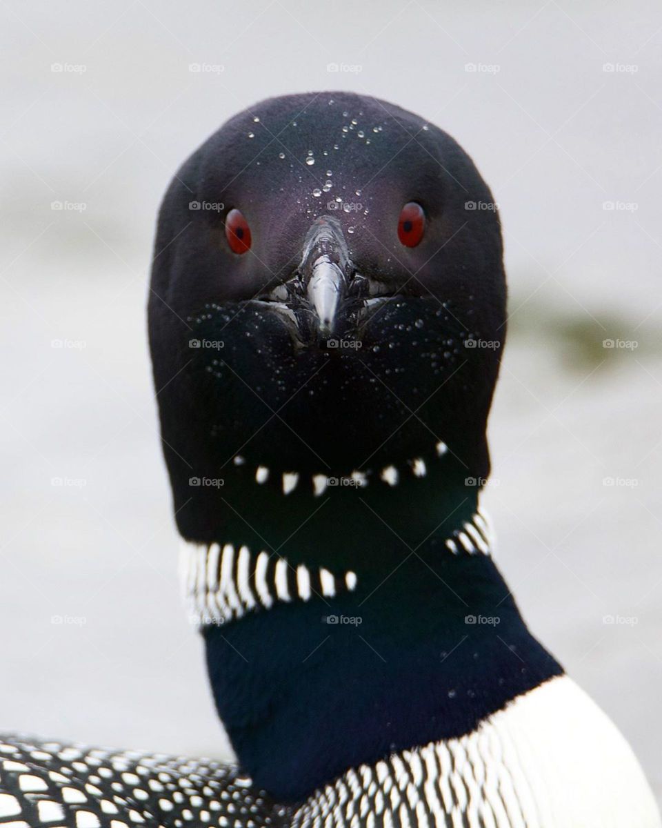 a portrait of great northen divers