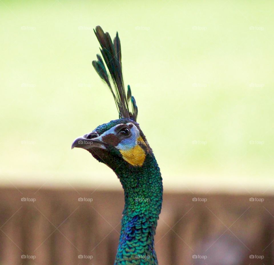 Peacock close up 