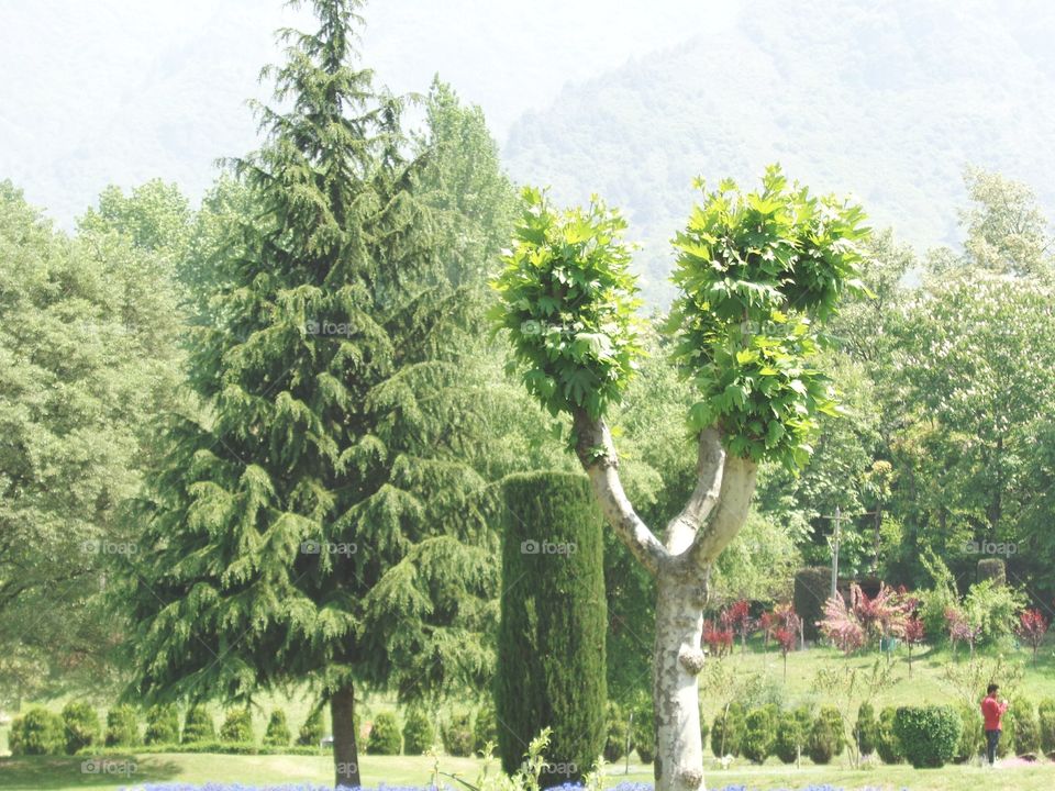 In the beautiful gardens in Jammu And Kashmir Valley! Some many different types of trees