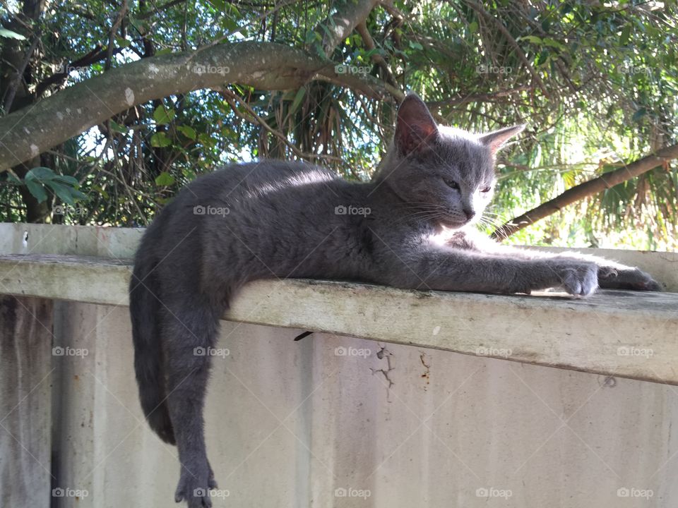 Grey kitten on fence stretched out sunbathing gin florida
