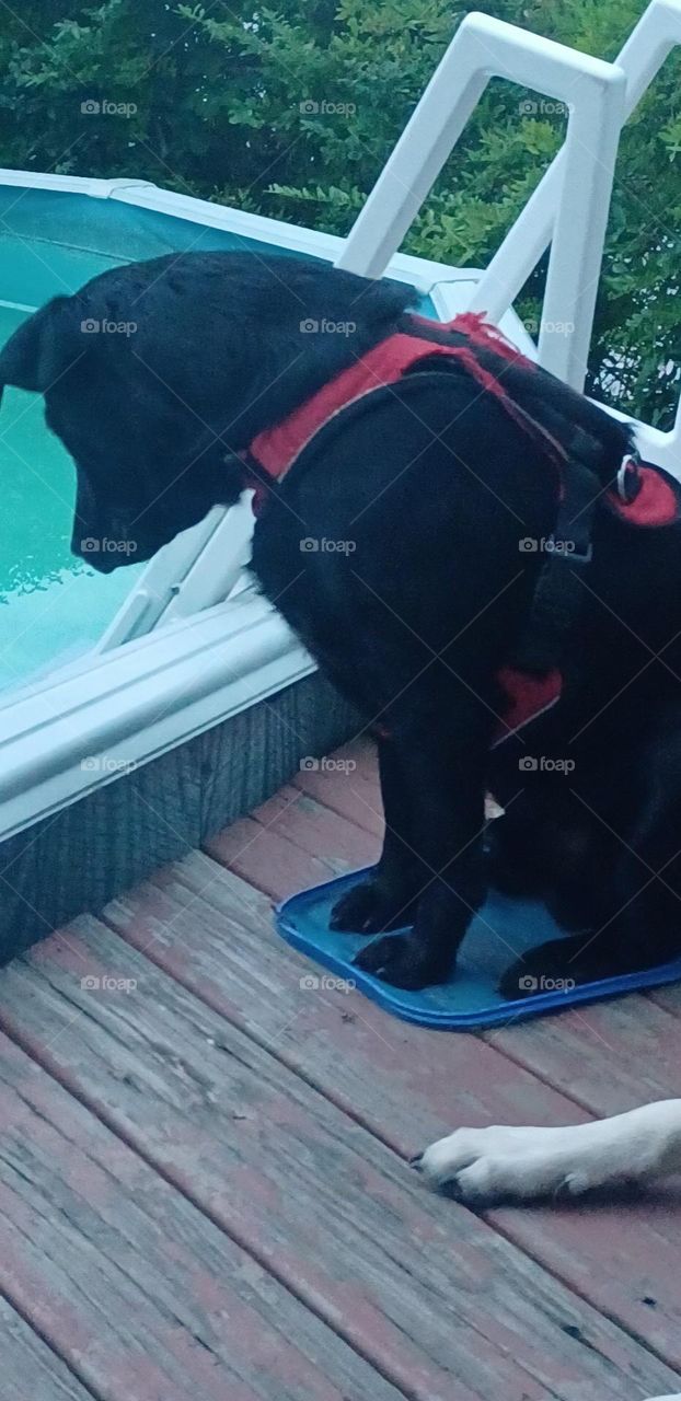 Little dwarf size taz looking into the pool water sitting on the pool net 