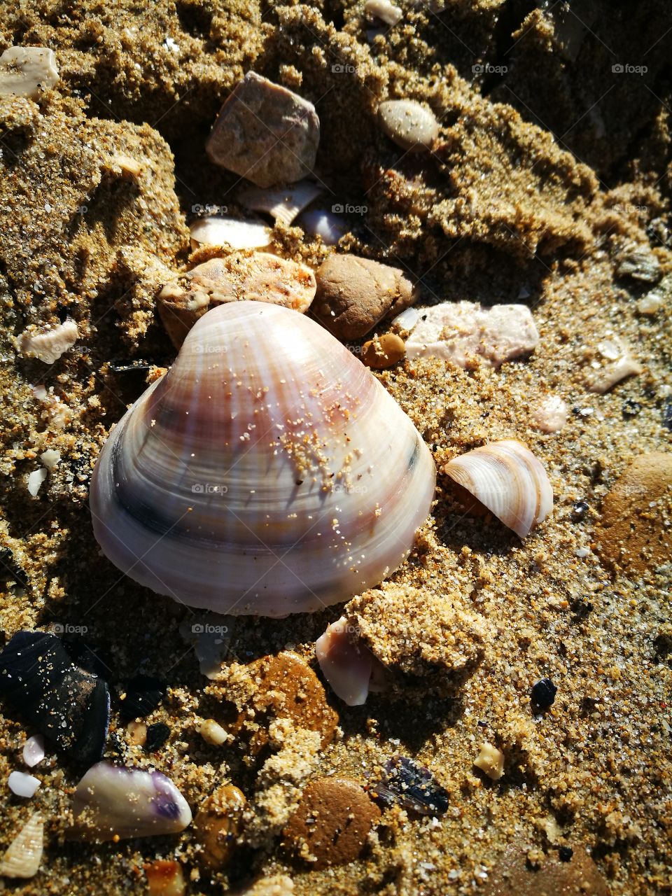 Clam shell on sand