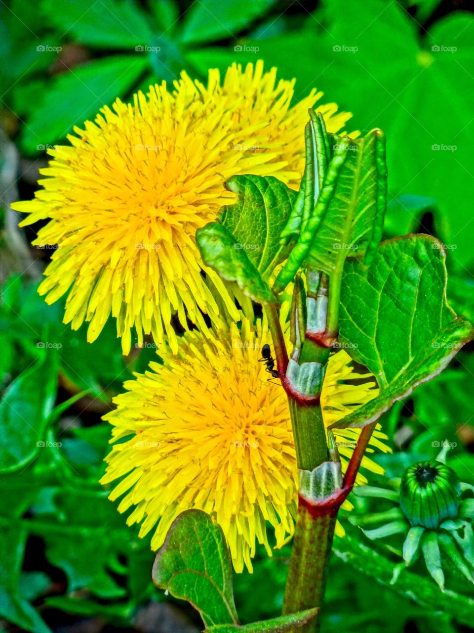 climbing the dandelions. Summertime means dandelions, allergies.... and ants. Found one climbing the stem of this group of brightly colored stems.