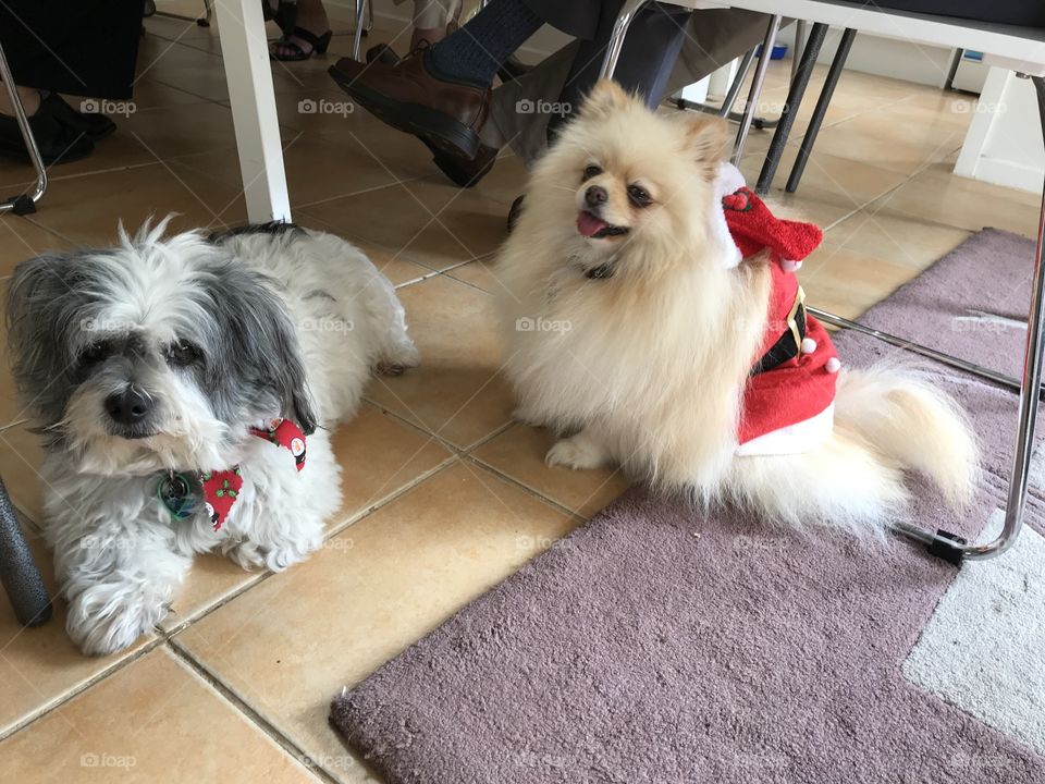 Lovely pets at Christmas Party in Dingley Melbourne Australia 