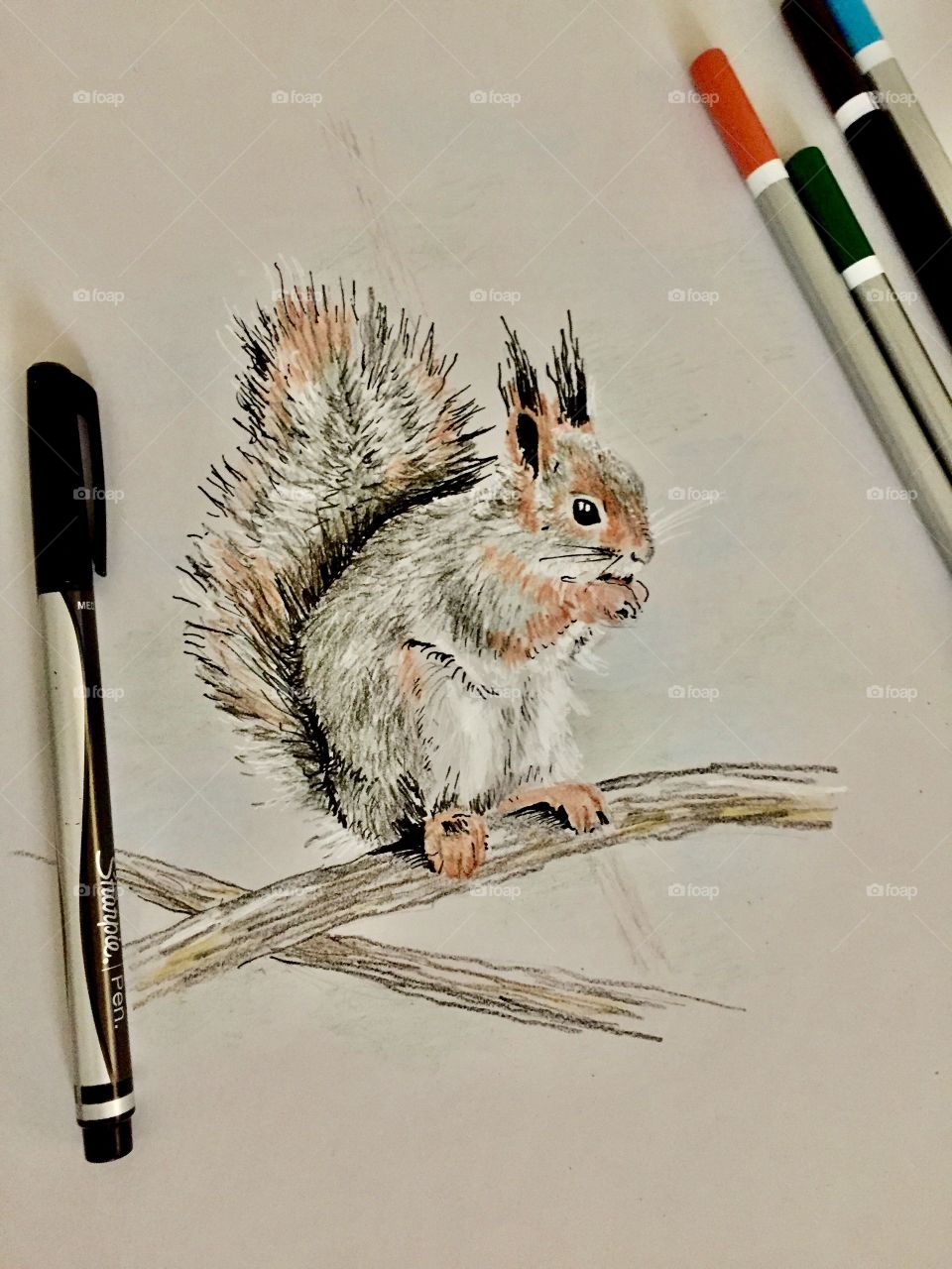 Drawing of Squirrel 