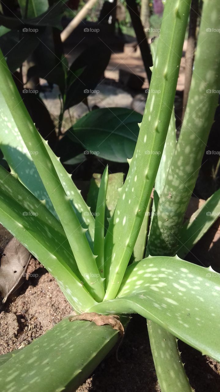 Aloe vera is a plant species of the genus Aloe. It grows wild in tropical climates around the world and is cultivated for agricultural and medicinal uses.