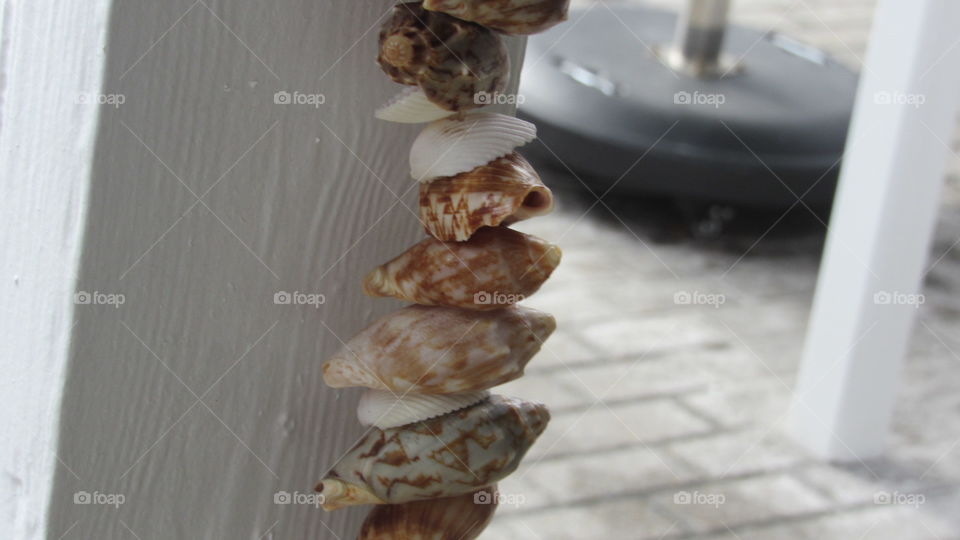 Shells In A Line