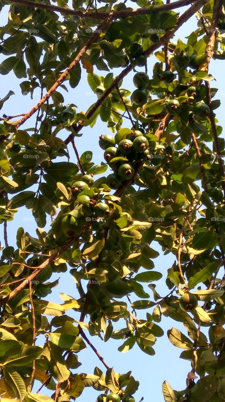 Guava fruits