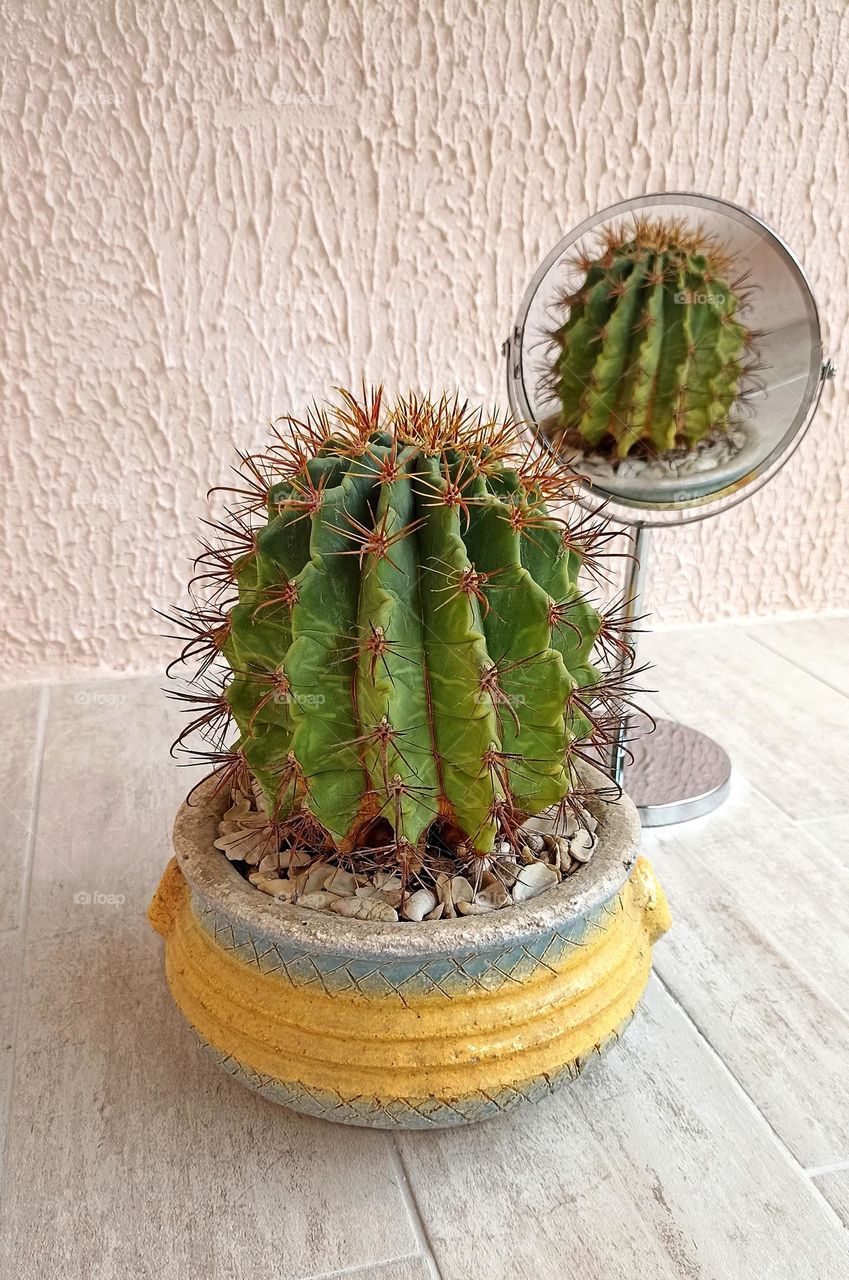 love green cactus house plant in the pot and reflection in mirror 🪞💚🌵