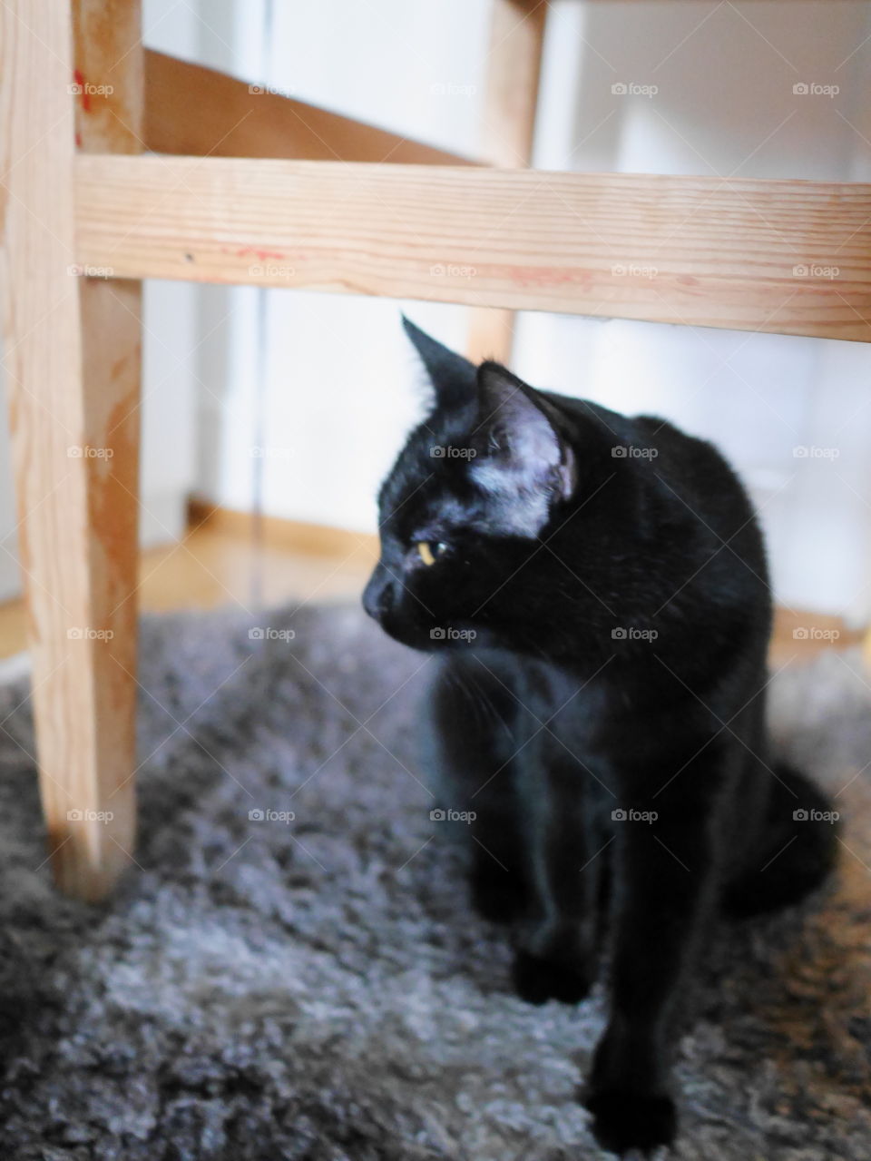 Black kitten under a chair 