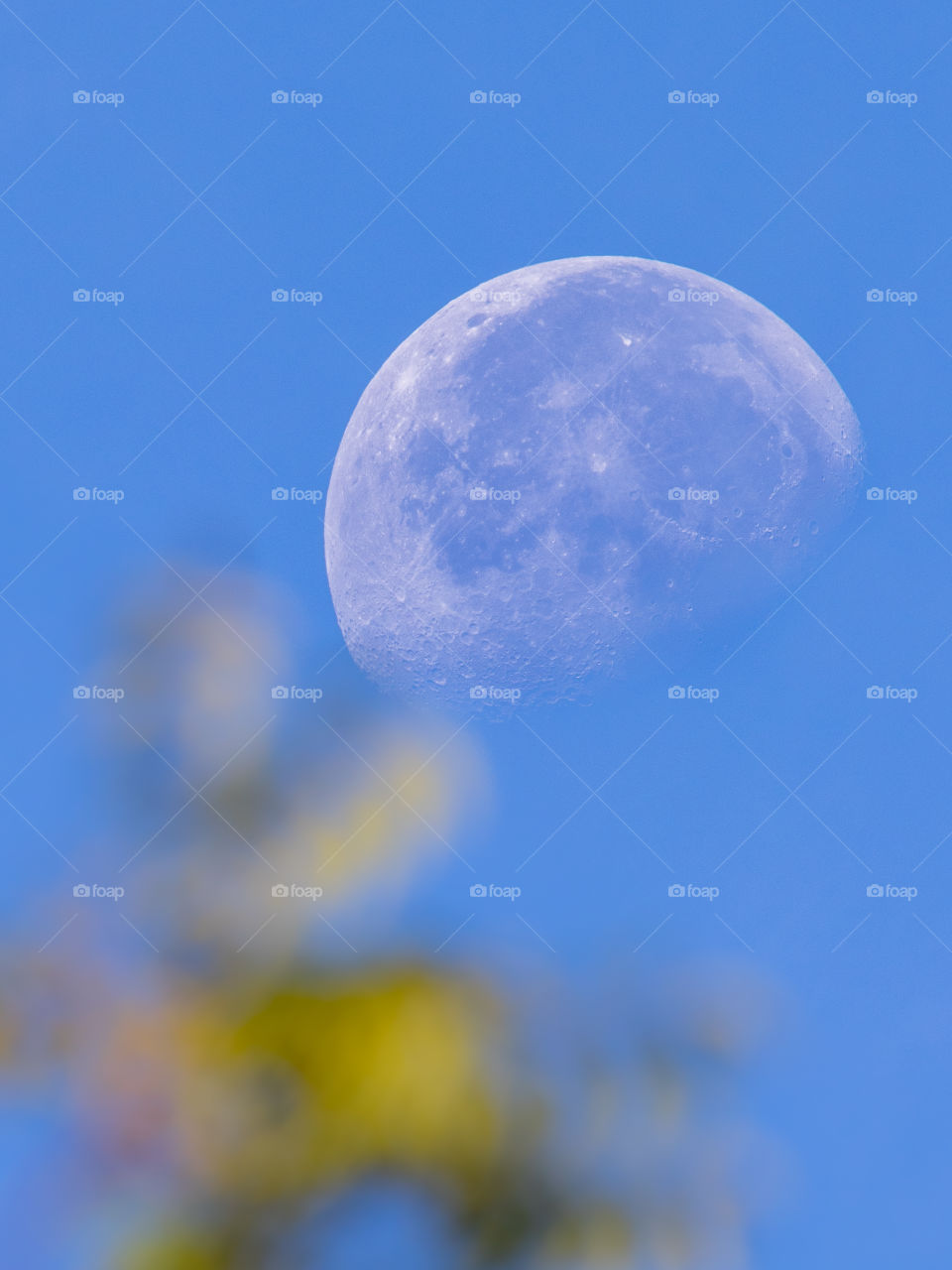 Vertical photo of the moon against a blue day sky with blurred green leaves in the foreground