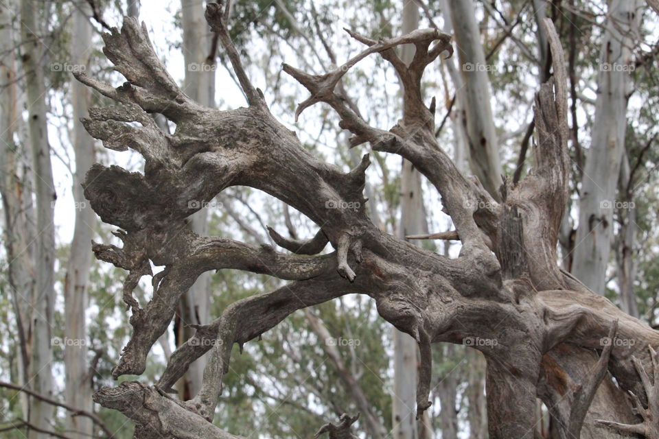 Unique shapes of an old twisted gumtree