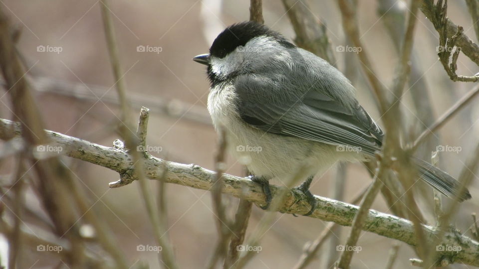 Chickadee